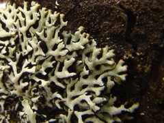 Hypogymnia incurvoides