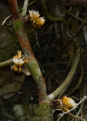 Campylocentrum micranthum