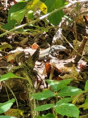 Gallotia caesaris gomerae