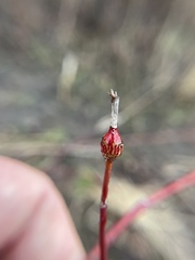 Neolasioptera cornicola