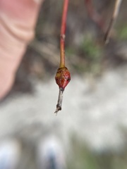 Neolasioptera cornicola