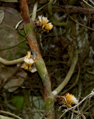 Campylocentrum micranthum