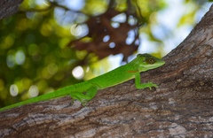 Anolis noblei