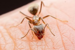 Liometopum apiculatum