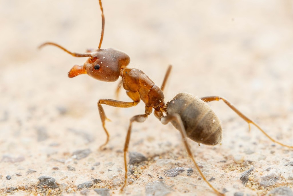 Escamolera Ant