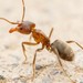 Escamolera Ant - Photo (c) Jake Nitta, some rights reserved (CC BY), uploaded by Jake Nitta