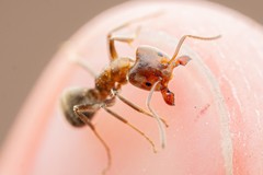 Liometopum apiculatum