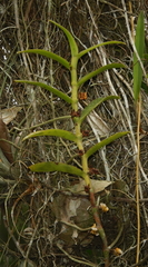 Campylocentrum micranthum