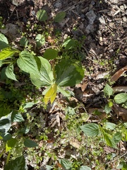 Trillium luteum