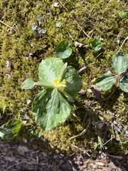 Trillium luteum
