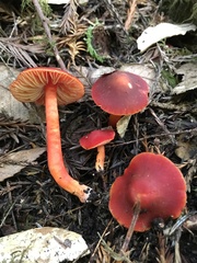 Hygrocybe marchii