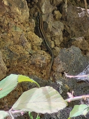 Gallotia caesaris gomerae