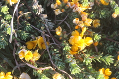 Pultenaea maritima