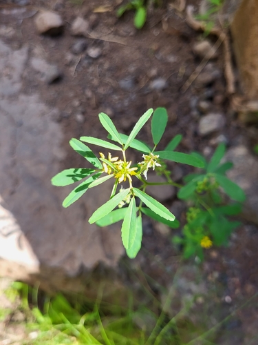 Mediterranean sweetclover (Melilotus sulcatus)