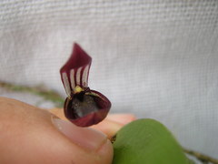 Acianthera serpentula