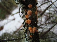 Aleurodiscus amorphus