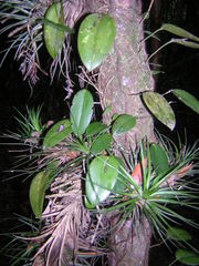 Acianthera serpentula