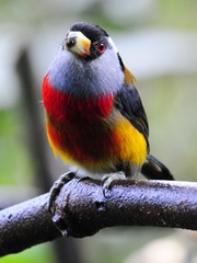 Toucan Barbet photo 3