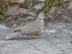 Streptopelia decaocto