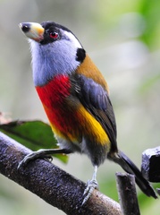 Toucan Barbet photo 4