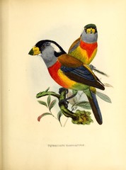 Toucan Barbet photo 5