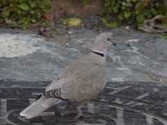 Streptopelia decaocto