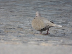 Streptopelia decaocto