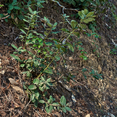 Notholithocarpus densiflorus densiflorus