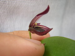 Acianthera serpentula