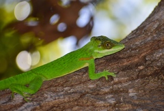 Anolis noblei