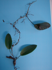 Acianthera serpentula