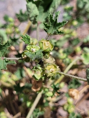 Malva parviflora image