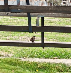 Zonotrichia capensis
