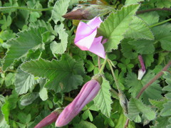 Convolvulus althaeoides