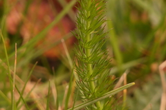 Carum verticillatum
