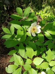 Paeonia obovata