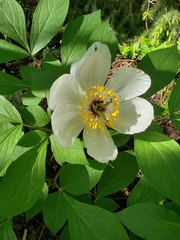 Paeonia obovata
