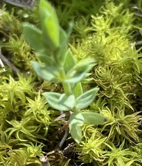 Lysimachia linum-stellatum