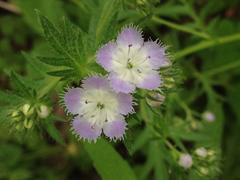 Phacelia purshii