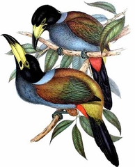 Hooded Mountain Toucan photo 4