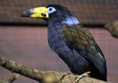 Hooded Mountain Toucan photo 3