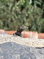 Gallotia caesaris gomerae