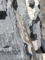 Gallotia caesaris gomerae