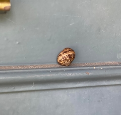 Cornu aspersum