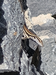 Gallotia caesaris gomerae