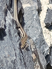 Gallotia caesaris gomerae