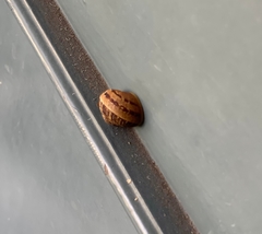Cornu aspersum