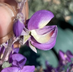 Lupinus albifrons