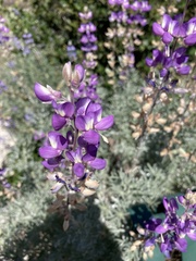 Lupinus albifrons