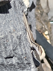 Gallotia caesaris gomerae